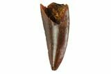Serrated, Raptor Tooth - Real Dinosaur Tooth #144642-1